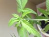 cleome.jpg cleome.jpg