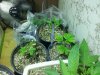 20130709_171655.jpg 20130709_171655.jpg