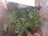 IMG_20130710_193307.jpg