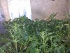 IMG_20130710_193357.jpg