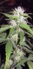 trichs.jpg