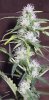 trichs2.jpg