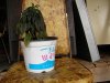 DSC02493.jpg