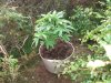DSCF2712.jpg