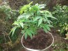 DSCF2711.jpg