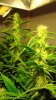 Sweet Black Angel 30 days.jpg