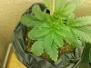 IMG_20130711_184129.jpg