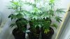 20130710_081835.jpg