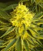 7-13-13 Skunk#1 11.jpg