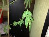 IMG_0606.jpg