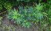 IMG-20130707-00479.jpg