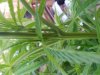 Bushy2.jpg