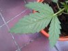 IMG-20130717-00084.jpg