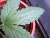 IMG-20130717-00085.jpg