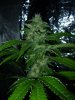 White W x Big Bud week 4 (6).jpg