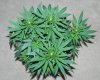 TGA Subcool Seeds Ace Of Spades - Canopy.jpg