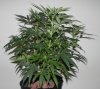 TGA Subcool Seeds Ace Of Spades - Plant Structure.jpg