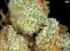 ak47trichomes-ak47-mmj-cannabis-thcfinder-002.jpg ak47trichomes-ak47-mmj-cannabis-thcfinder-002.jpg