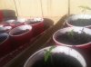 copy of grow.jpg