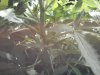 IMG_20130721_182432.jpg
