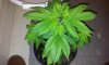 Week 6 post topping9.jpg