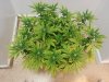 20130722_083728.jpg 20130722_083728.jpg
