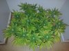 20130722_083721.jpg