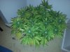 20130722_083649.jpg