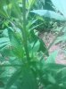 IMG_20130722_142149.jpg