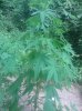 IMG_20130722_141850.jpg