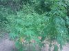 IMG_20130722_141957.jpg