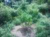 IMG_20130722_142252.jpg