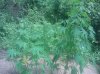 IMG_20130722_141952.jpg