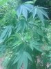 IMG_20130722_141815.jpg