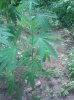 IMG_20130722_141833.jpg