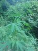 IMG_20130722_141844.jpg