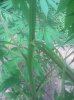 IMG_20130722_141907.jpg