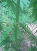 IMG_20130722_141911.jpg