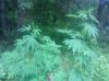 IMG_20130722_141922.jpg