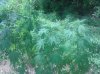 IMG_20130722_141943.jpg
