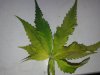 20130722_175429.jpg