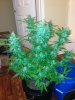 Blue Dream.jpg