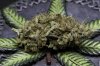 Pennywise-Dry Bud (1 of 1).jpg Pennywise-Dry Bud (1 of 1).jpg