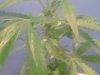 whitewidow1.jpg