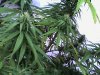 Snapshot_20081024_7.jpg