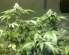BUDS1.jpg