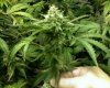 BUDS2.jpg