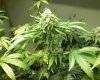 BUDS3.jpg