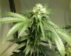 BUDS4.jpg