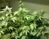 BUDS5.jpg